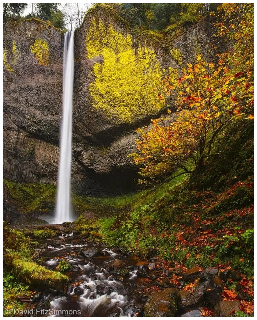 Meet a pro david fitzsimmons, visual narrator of nature expert