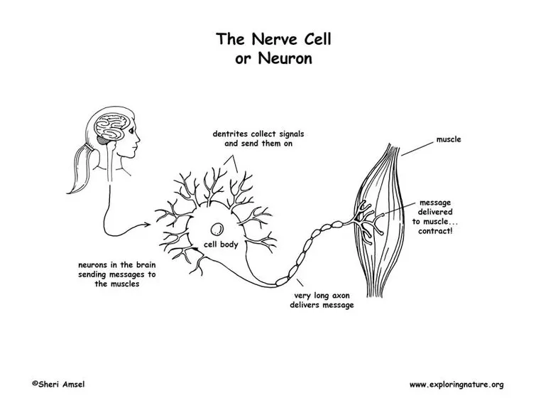 Nerve cell neuron coloring page nerve cell, neurons, nerve