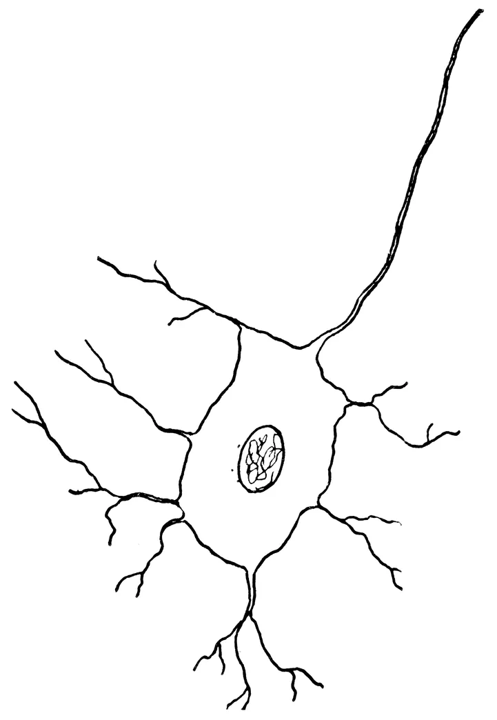 Nerve Cell Coloring Pages