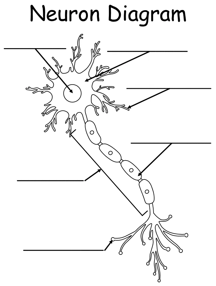 Neuron nerve cell diagram blank sketch coloring page the best porn