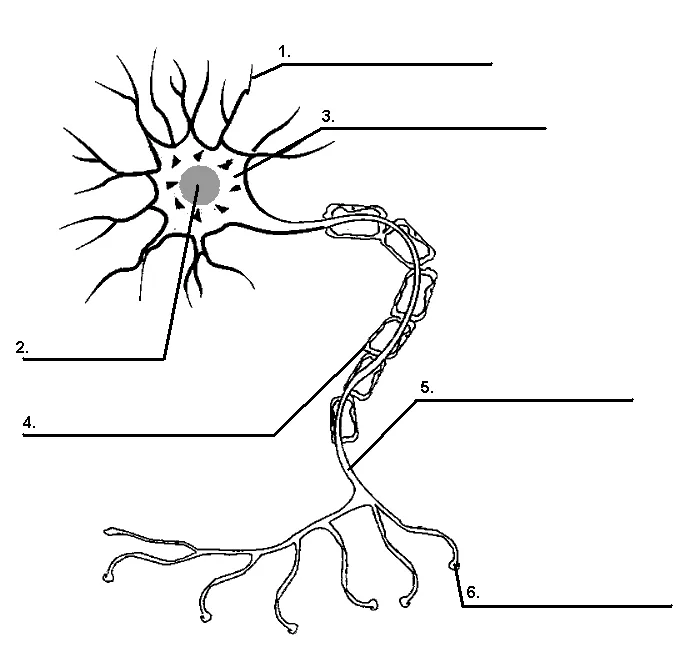 Neuron nerve cell diagram blank sketch coloring page biology lessons