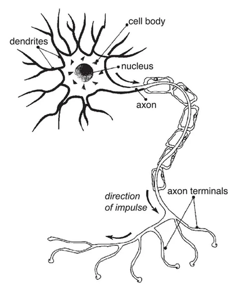 Nerve Cell Coloring Page