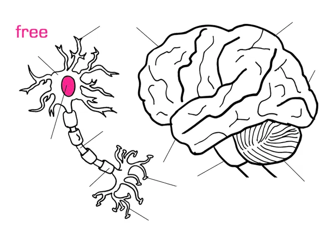 Nerve cell coloring page