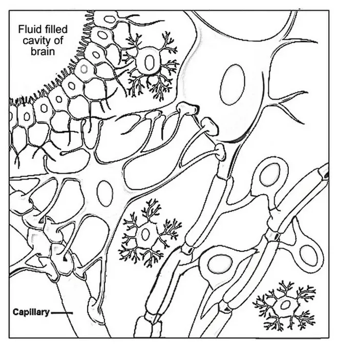 Nerve cell coloring page
