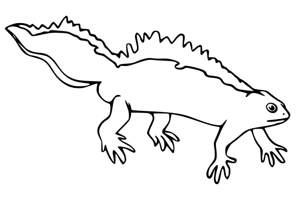 Newt 1 coloring page free printable coloring pages for kids