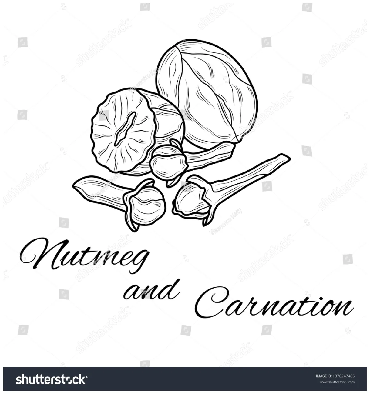 Nutmeg carnation coloring page design illustration stock vector printable coloring page