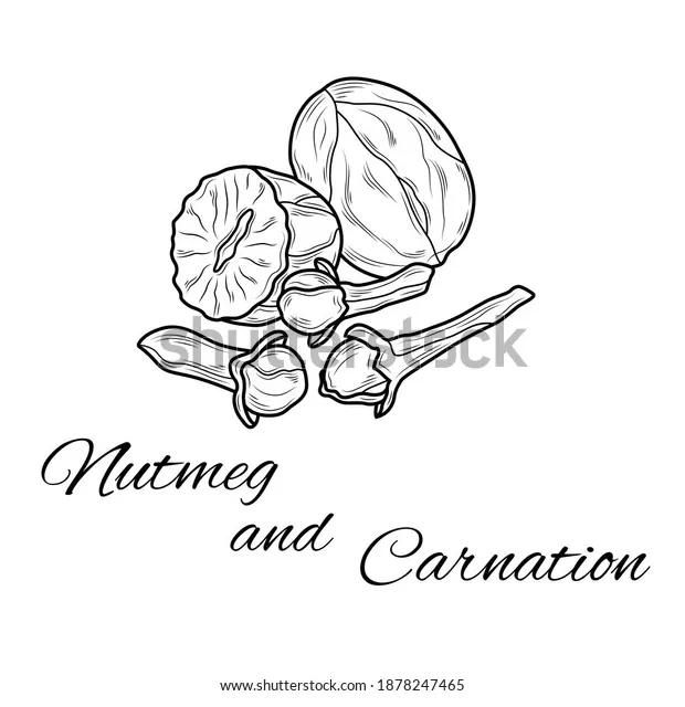Nutmeg carnation coloring page design illustration stock vector