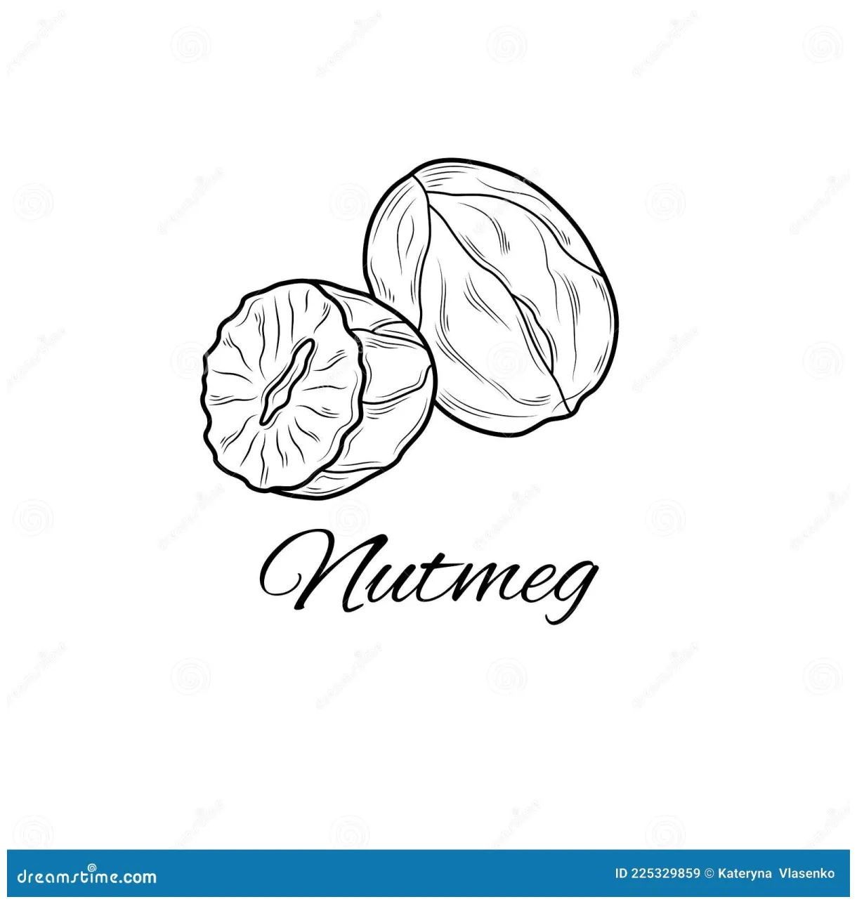 Nutmeg sketch loring. illustration isolated on white