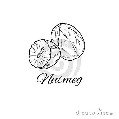 Nutmeg sketch loring. illustration isolated on white