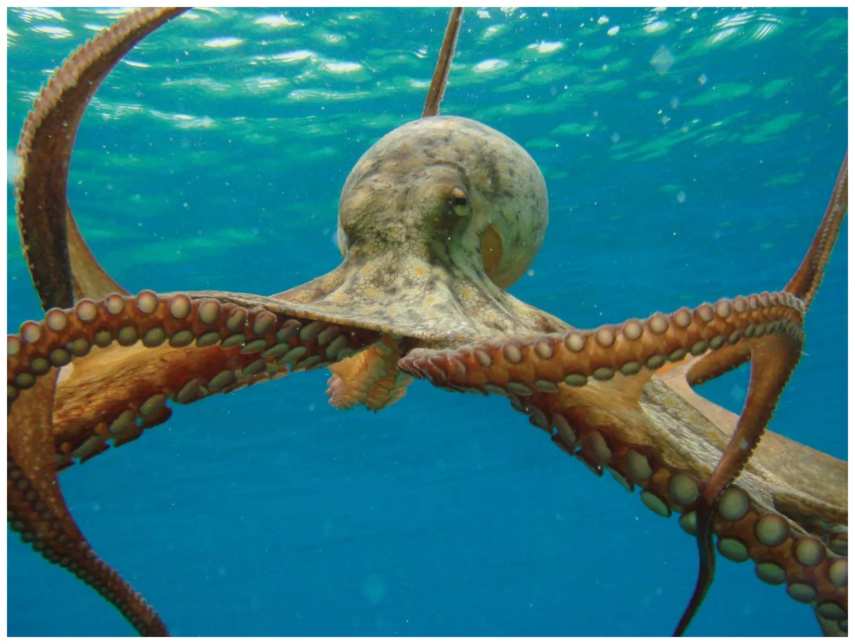 Octopus | Description, Behavior, Species, & Facts | Britannica