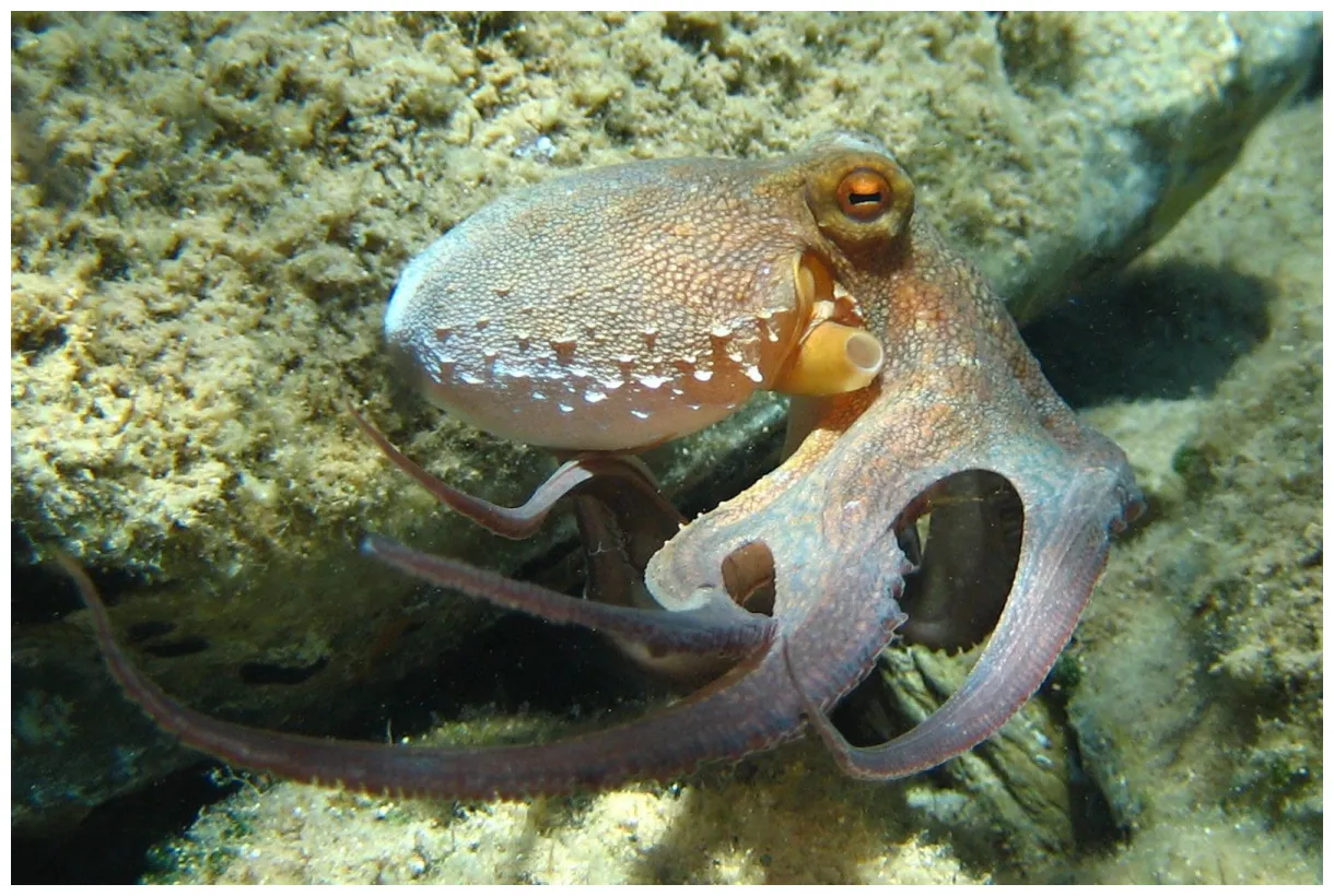 Octopus | mollusk genus | Britannica