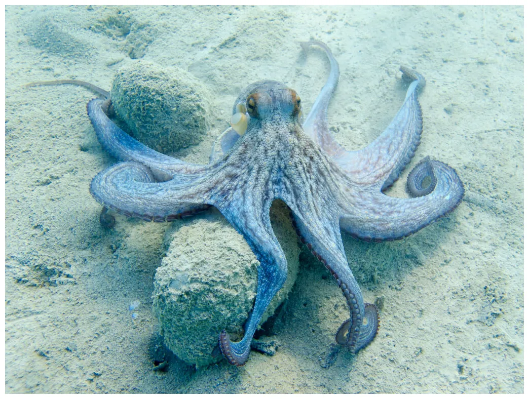 Octopus Lifespan: A Glimpse At An Octopus's Circle Of Life