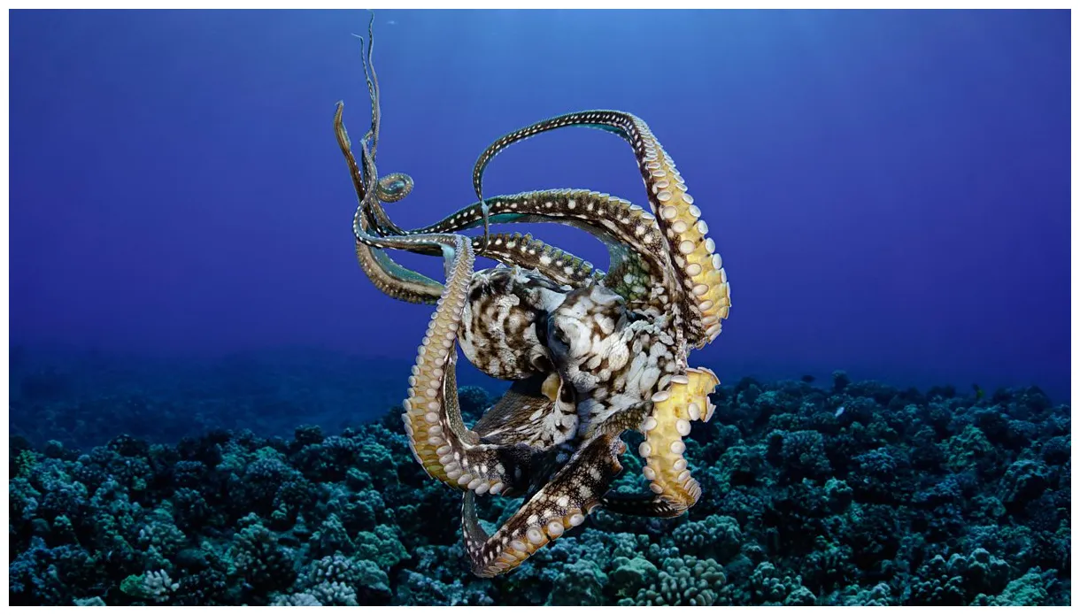 BBC Radio 4 - Other Minds: The Octopus And The Evolution Of Intelligent