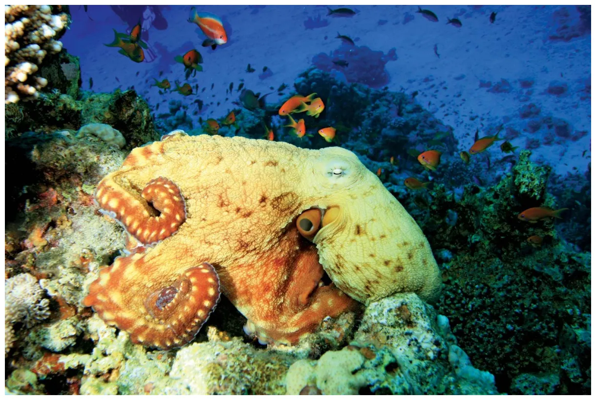Octopus | mollusk genus | Britannica