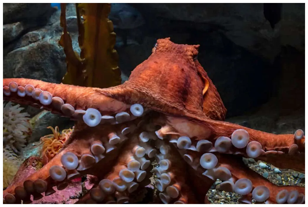 5 Incredible Octopus Traits That Prove They’re Nature’s Geniuses - A-Z