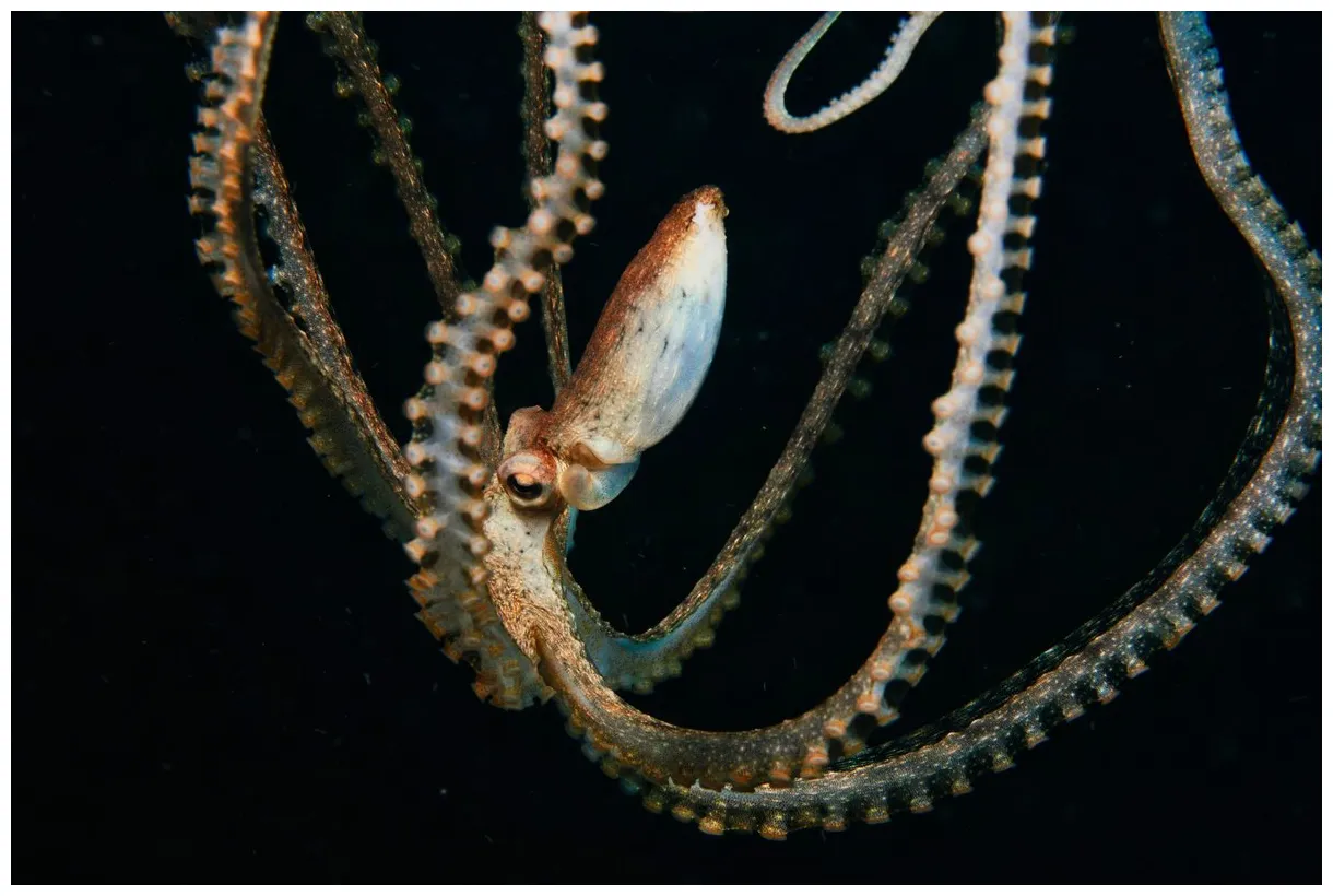 Ask a biologist: why are Octopuses so cool? | Octopus Energy