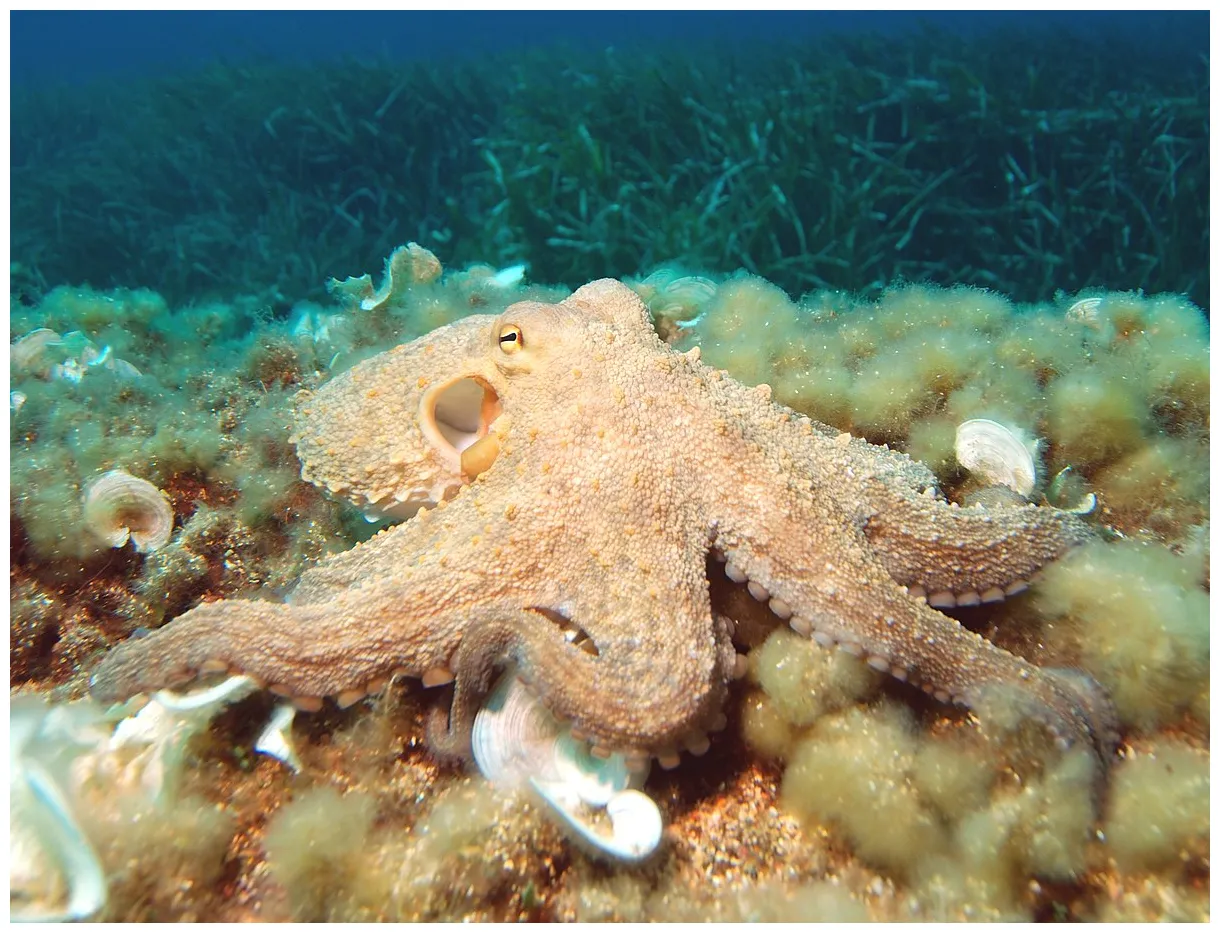 Octopus wikipedia