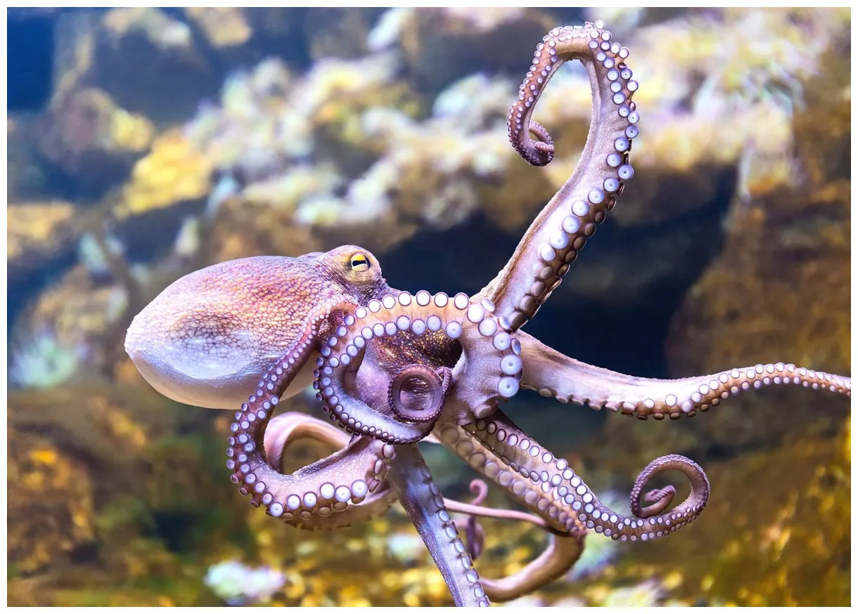 The world's first octopus farm should it go ahead? bbc news printable coloring page