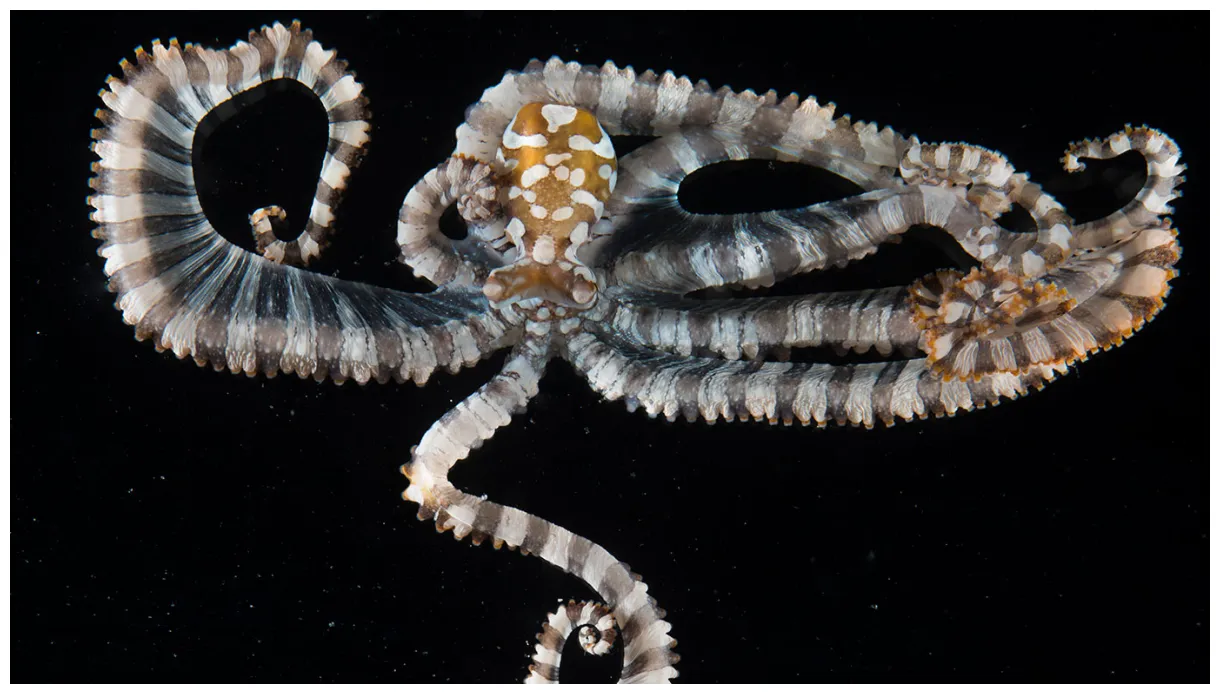 Octopus arms reveal an entirely new way of designing a nervous system