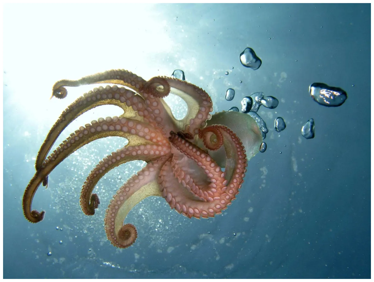 Octopus mollusk genus britannica