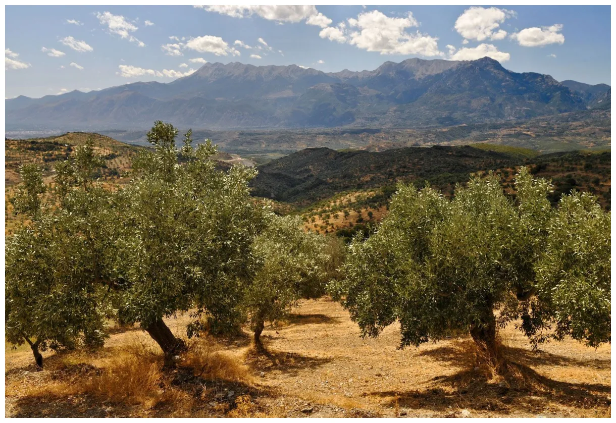 Olive description, production, & oil britannica