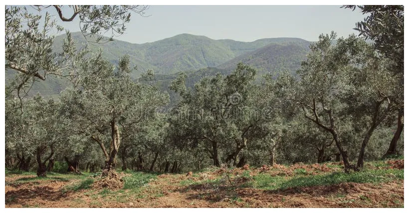 Olive trees with grass between the trees. stock of nature