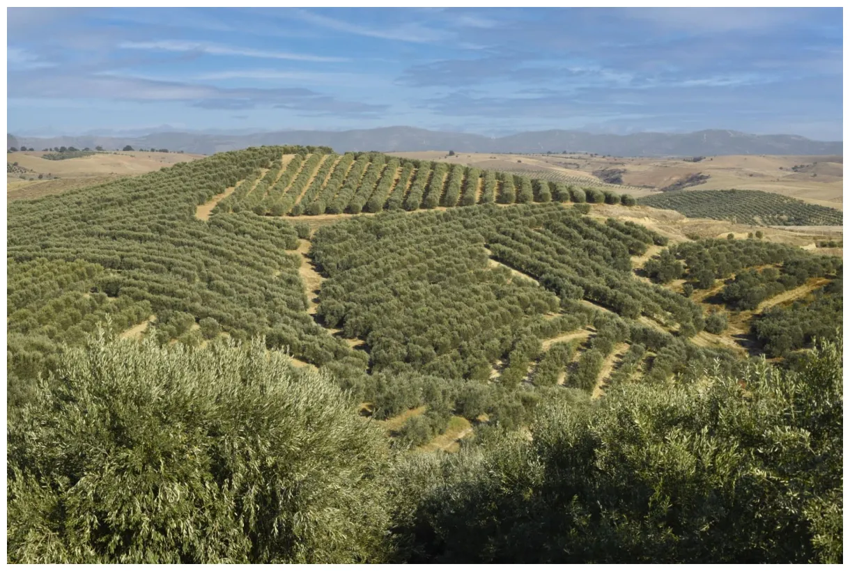 Turkish producers reach new heights in world competition olive oil times