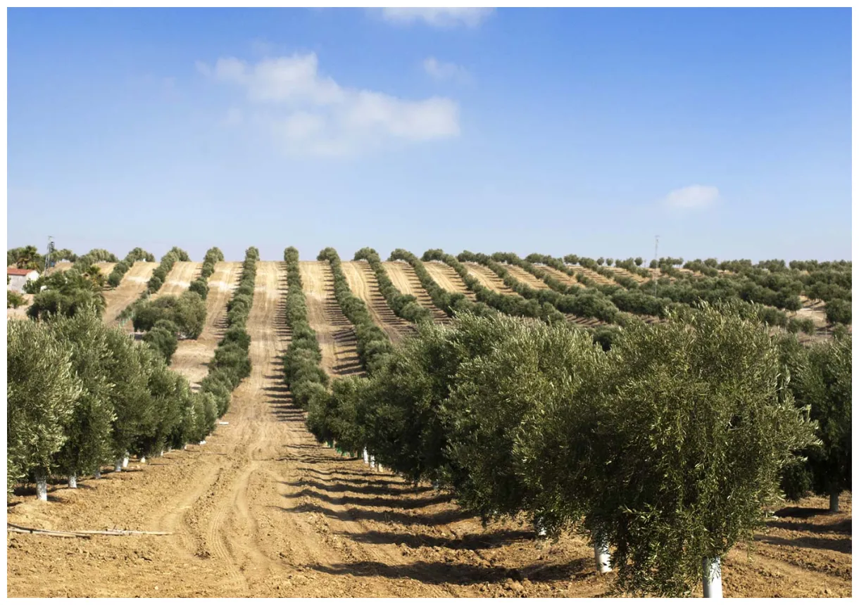 How to make olive oil o'live deir mimas