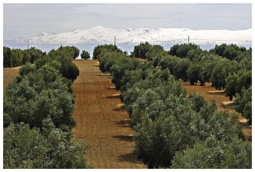 How to plant olea europaea common olive dearplants