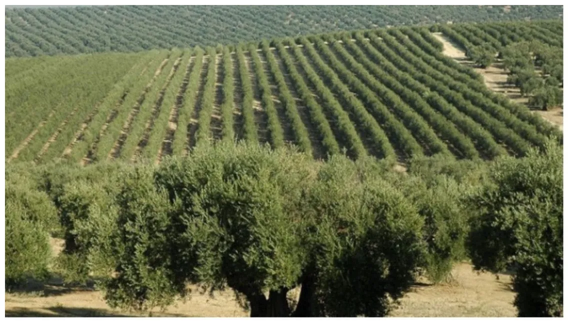 Olive trees how many olive trees can be planted per acre?