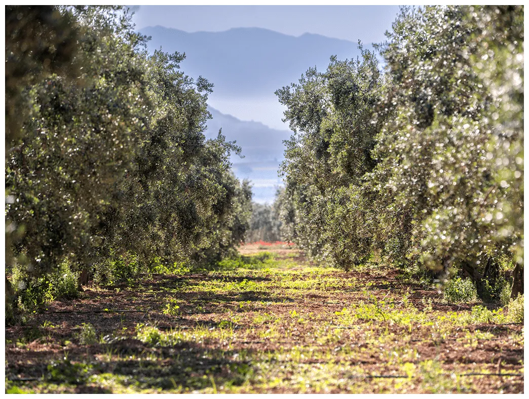 Olive products abcofarm