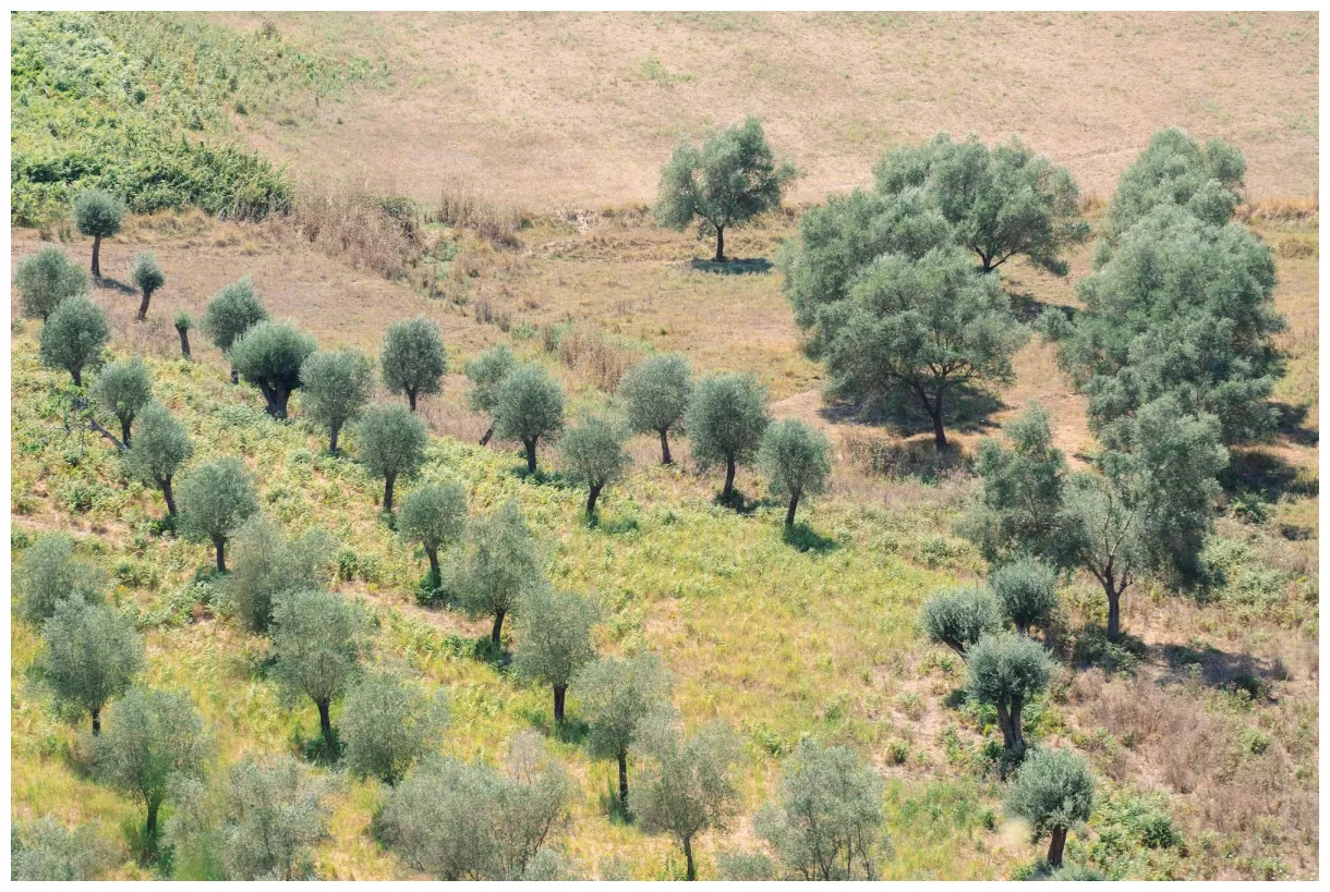Premium green olive trees farmland agricultural landscape with printable coloring page