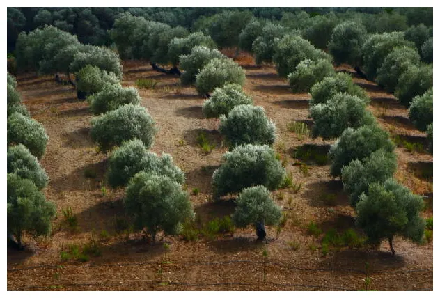 1,600+ crete olive trees s, pictures & royalty-free s