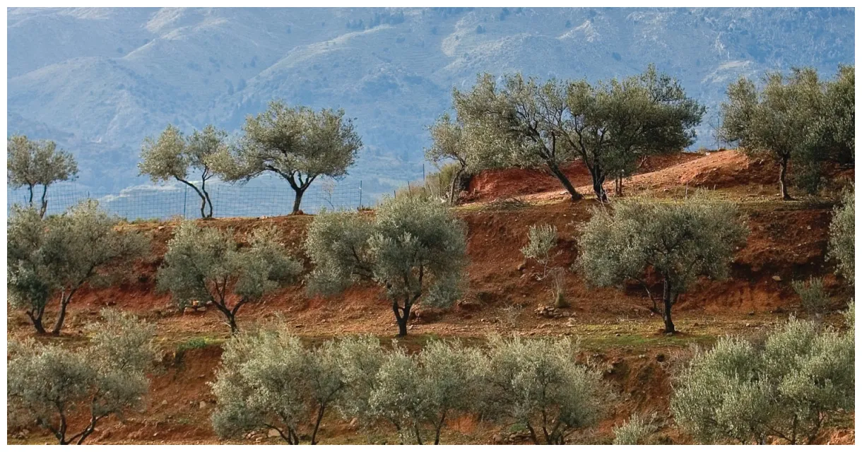Η εικόνα της ελαιοπαραγωγής στη Μεσσηνία Εγκατάλειψη γης και εργάτες printable coloring page