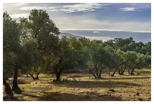 550+ olive oil pictures download free s on unsplash