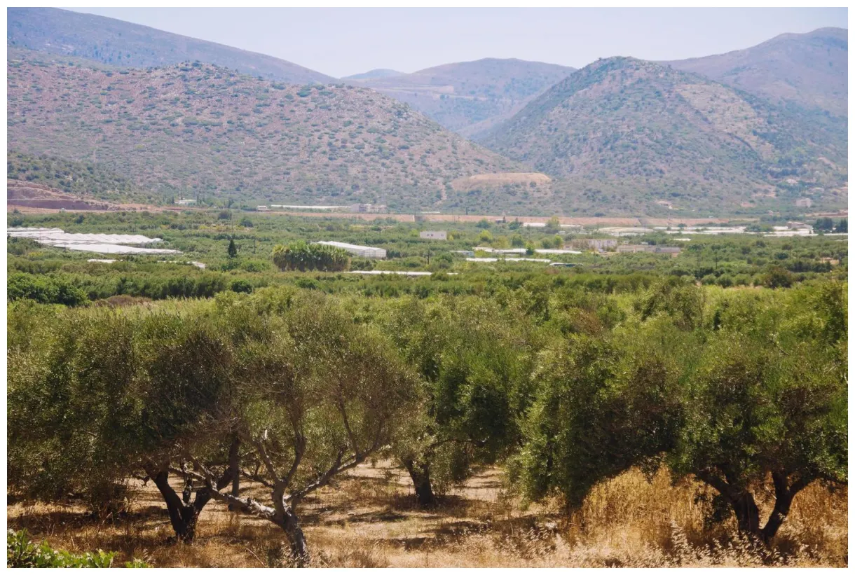 Olive grove s, s and s for