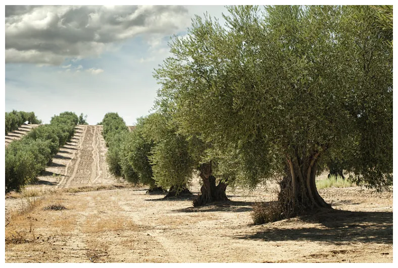 オリーブオイルの基礎知識と抗酸化作用 オリーブノート公式 カラダに美味しい、オイルのノート