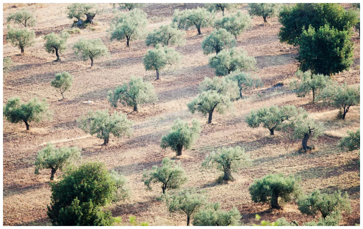 Rhizoma extra virgin olive oil a premium quality, unfiltered, organic