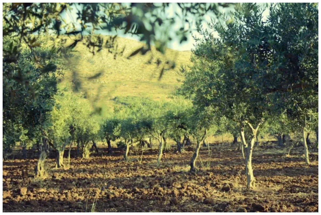 How long do olive trees live? complete life cycle 🐝 bootstrapbee