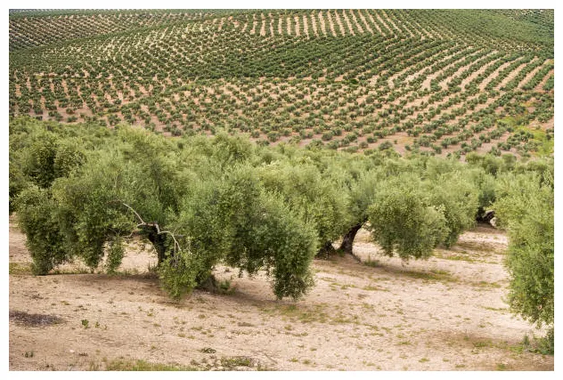 10 400+ oliveraie s, taleaux et s libre de droits istock