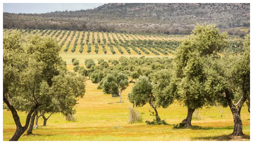 Award winning australian organic olive oil grampians olive co