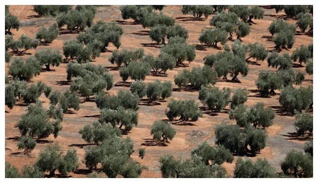 Europa løber tør for olivenolie tv 2