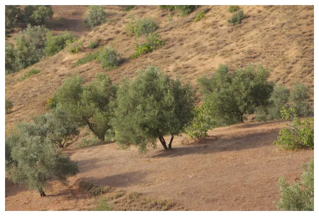 380+ morocco olive oil s, pictures & royalty-free s