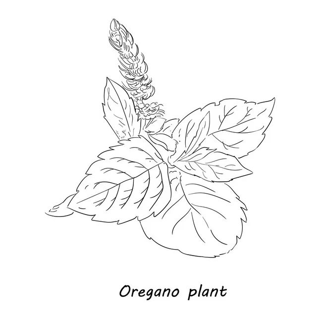 Vectors & illustrations for