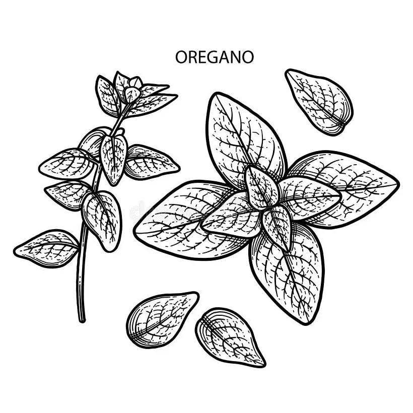 Graphic oregano pattern stock vector. illustration of page 113913467