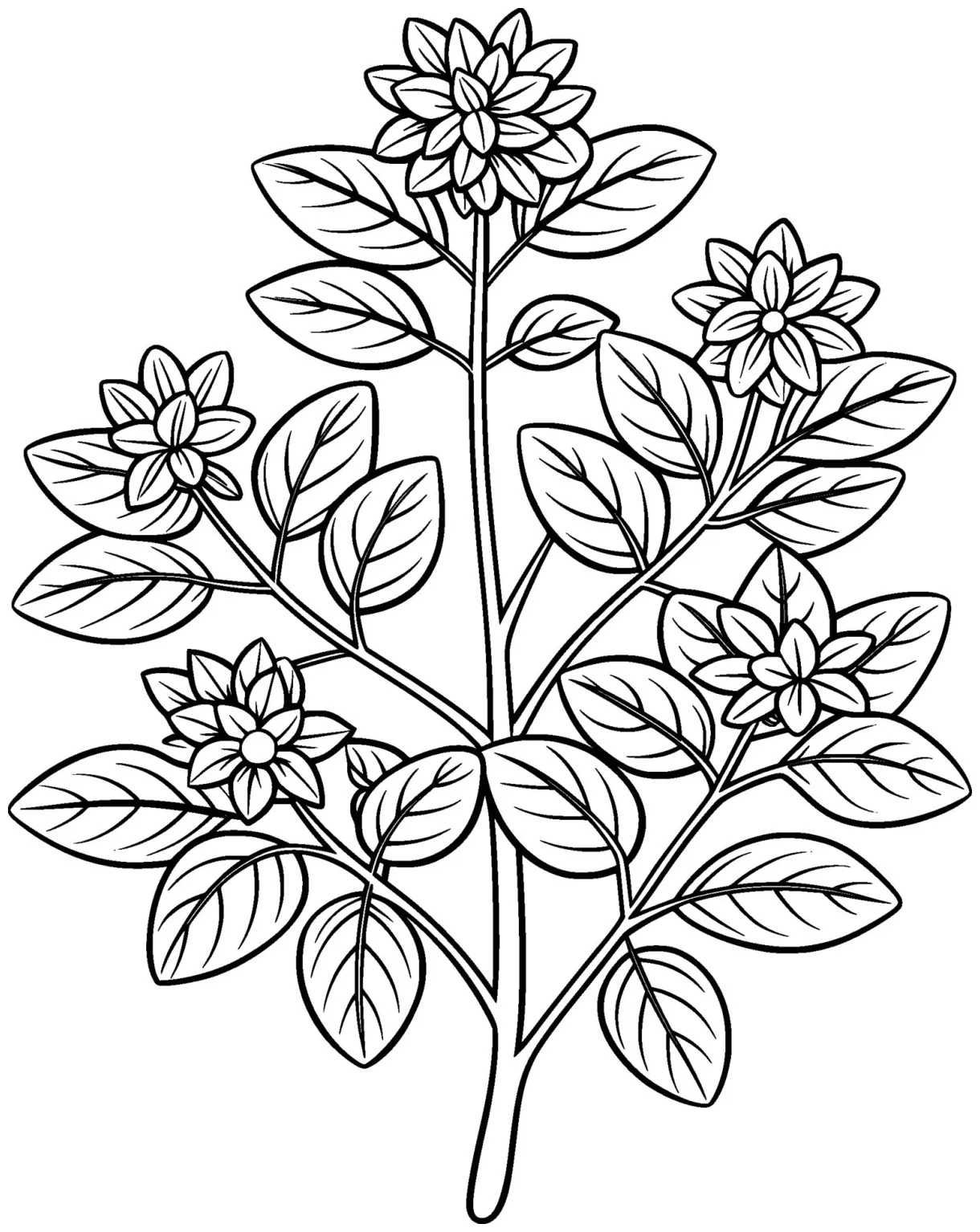Coloring page for kids oregano black and white line art 46435497