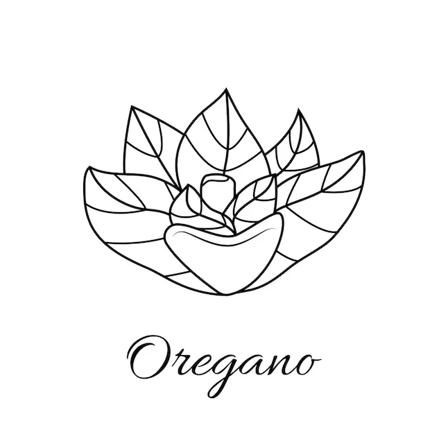 Premium vector oregano