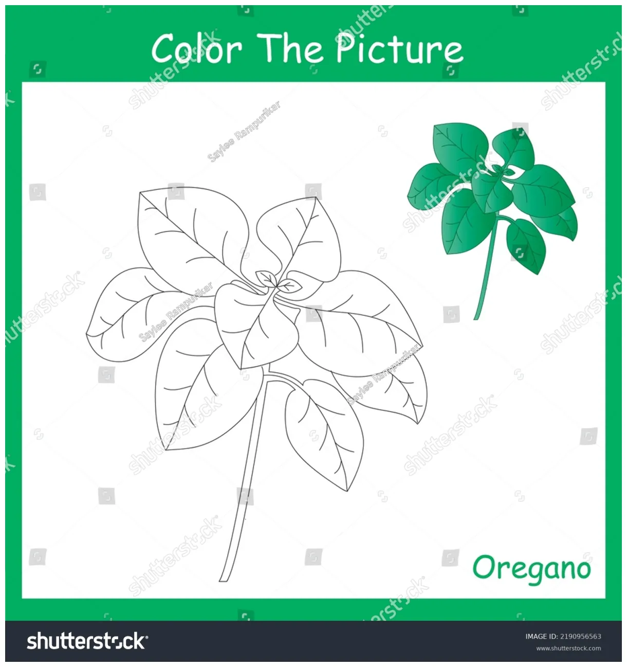 Coloring page herb plants oregano stock vector