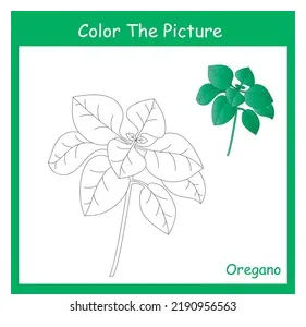 Coloring page herb plants oregano stock vector