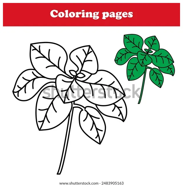 Coloring page herb plants oregano stock vector